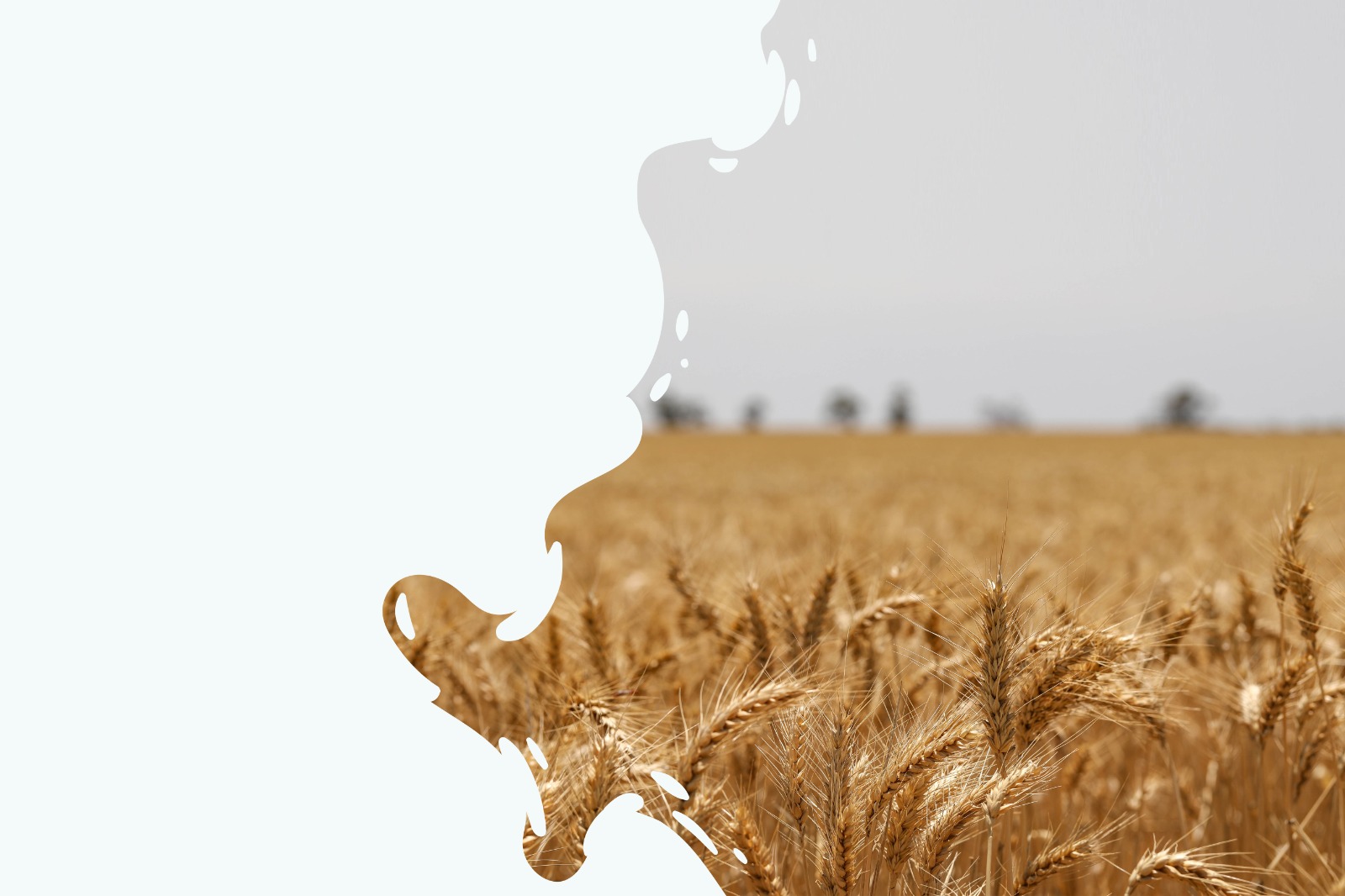 GrainSlide3